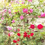Casa Delle Rose * Teglio
