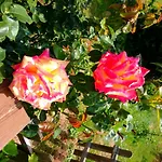 Feriehus Casa Delle Rose Teglio