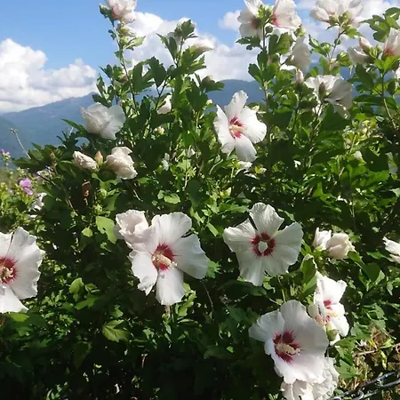 Casa Delle Rose * Teglio