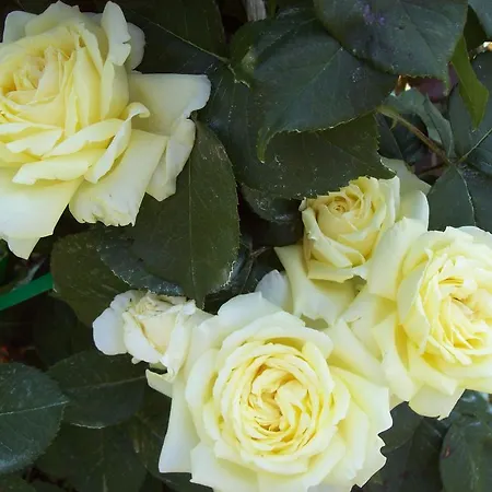 Casa Delle Rose Σπίτι διακοπών Teglio