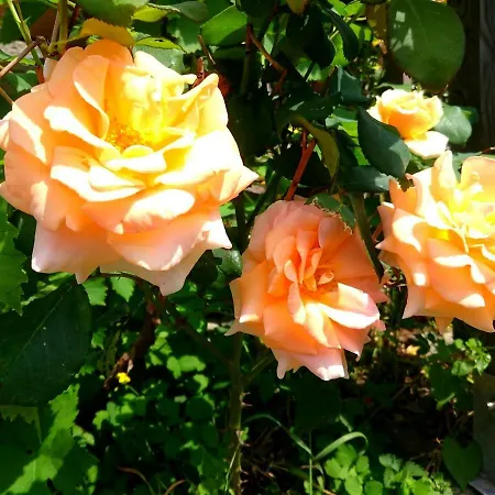 Casa Delle Rose Σπίτι διακοπών Teglio