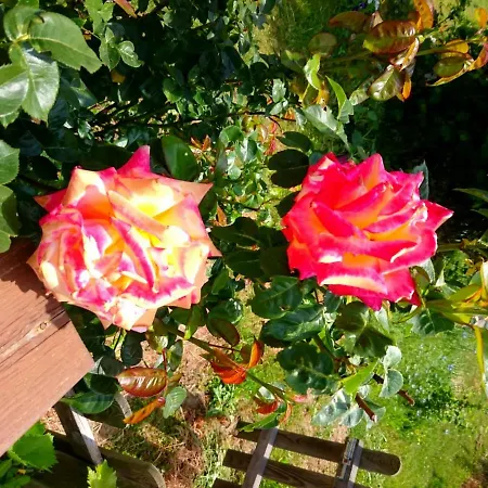 Holiday home Casa Delle Rose Teglio